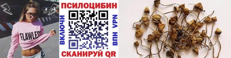 где можно купить   Донской  Псилоцибиновые грибы прущие грибы 